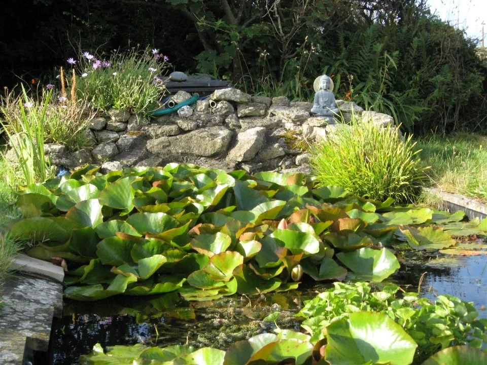 Day 5 boswedden house pond 1